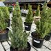 Smrek biely (Picea glauca) ´CONICA´ – výška 40-60 cm, kont. C7,5L
